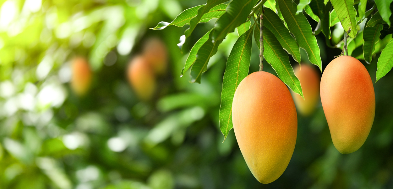 Mango Banner